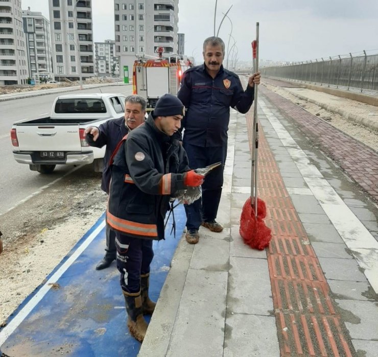 Şanlıurfa’da leylek kurtarma operasyonu