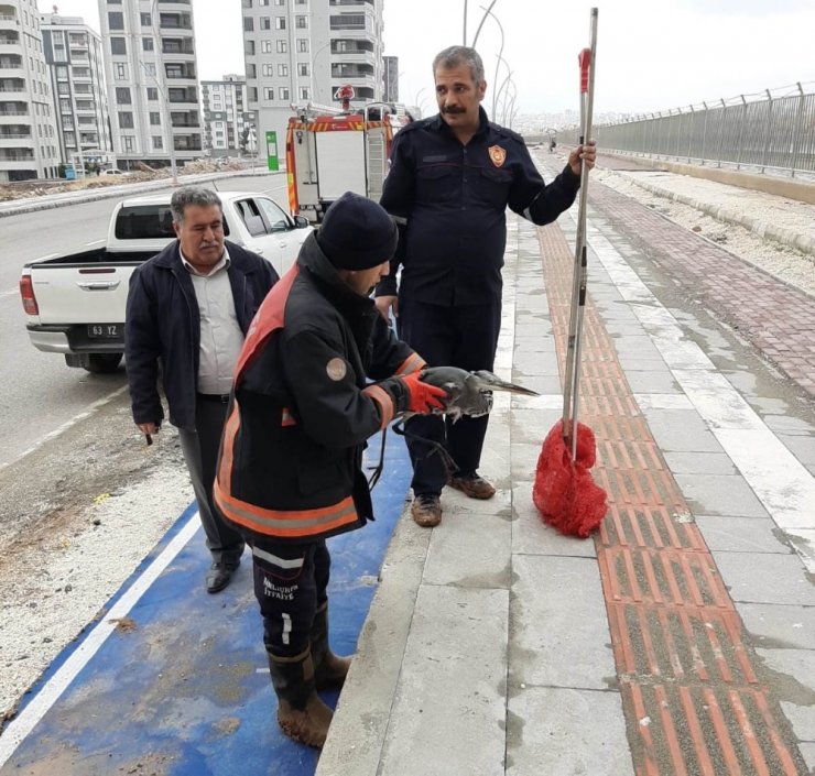 Şanlıurfa’da leylek kurtarma operasyonu