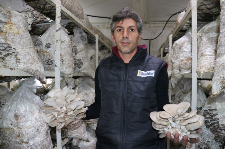 Vanlı girişimci ilk mantar hasadını yaptı