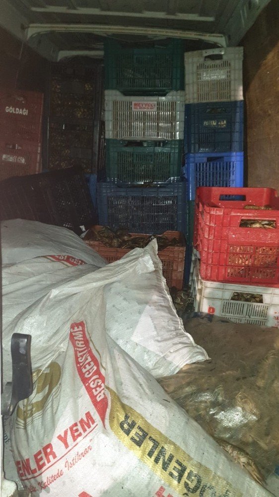 Isparta’da 700 kilo kerevit ele geçirildi: 9 gözaltı