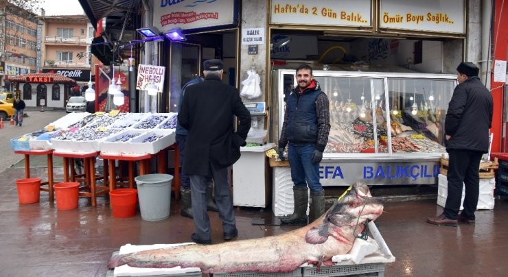 Dev yayın balığı görenleri şaşırttı