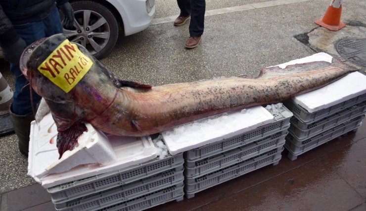 Dev yayın balığı görenleri şaşırttı