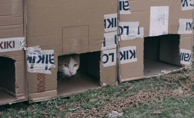 Kayıp kedinin bulunması umuduyla sokaklara karton kulübe yerleştiriyorlar