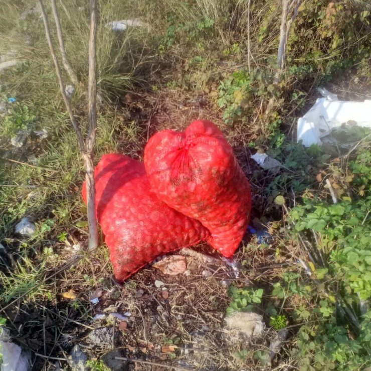 Kaçak midye avcılarına operasyon
