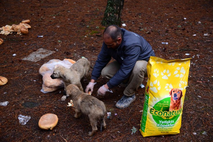 Kahramankazan'da sokak hayvanları için mama ve yem bırakılıyor
