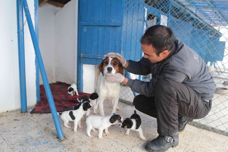Kahramankazan'da sokak hayvanları için mama ve yem bırakılıyor