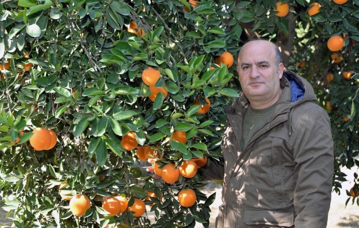 Turunçgilde yeni çeşitlerle verim de ihracat da artıyor