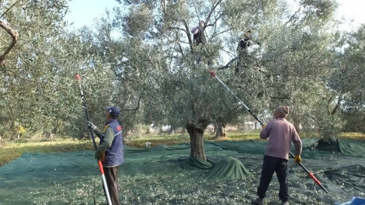 Edremit Körfezinde Zeytincilik Bitmesin