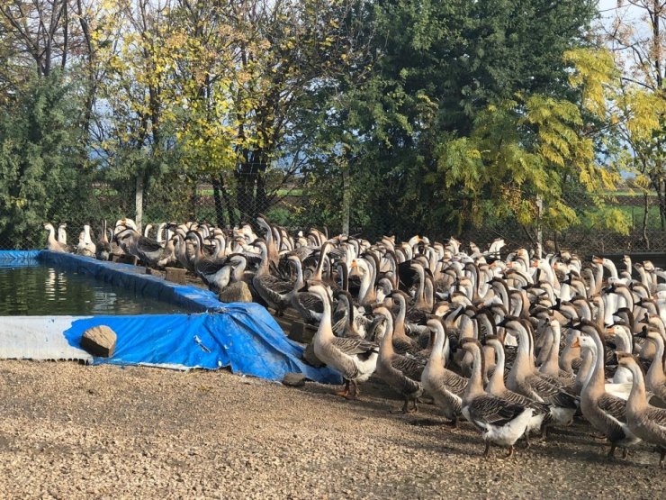 İnternetten ek iş araştırdı "kaz"a yatırım yaptı
