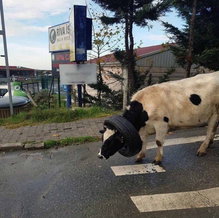 Kafasına araba lastiği takılan ineği vatandaşlar böyle kurtardı