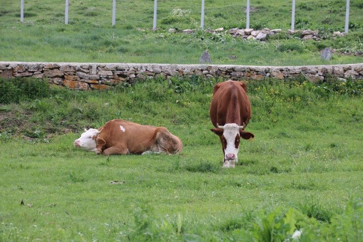 Düve alım desteği başvuruları başladı