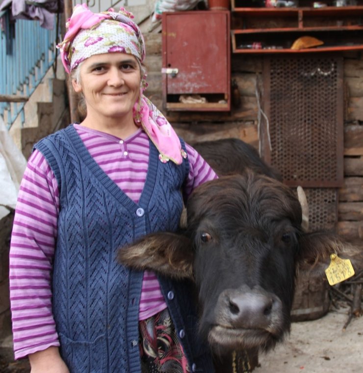 Giresun’da 321 işletmeye bin 477 manda ve 553 malak için 1 milyon 22 bin 493 TL ödeme yapıldı