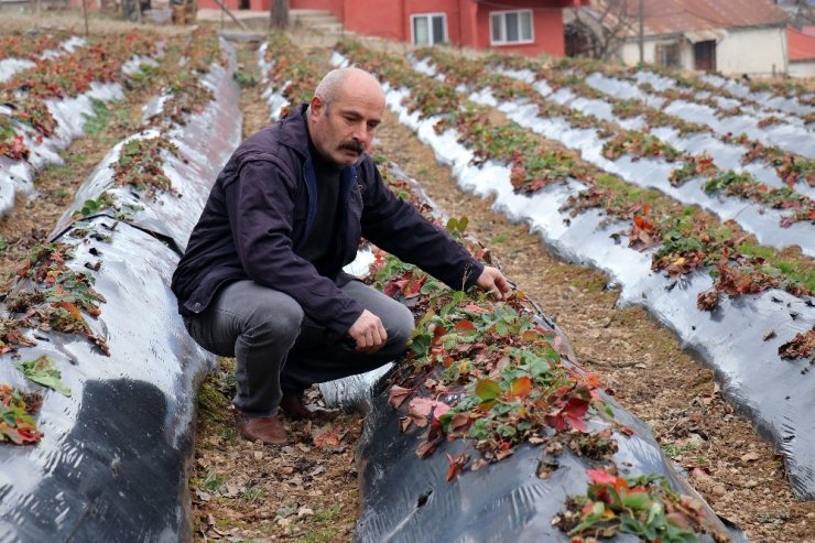 Bu köyde çilek geçim kaynağı oldu