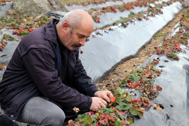 Bu köyde çilek geçim kaynağı oldu
