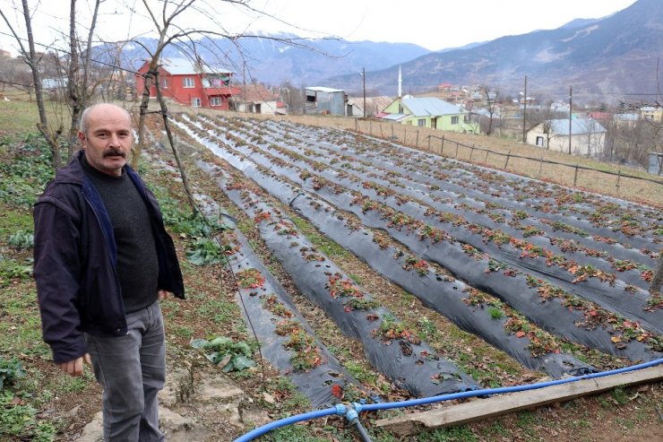 Bu köyde çilek geçim kaynağı oldu