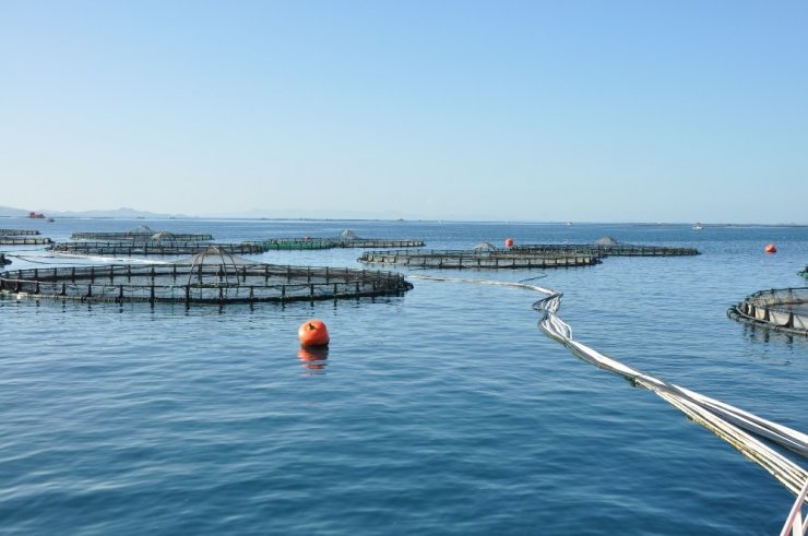 Avrupa’da tüketilen her 3 balıktan biri Türkiye’den gidiyor
