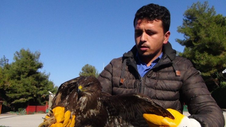 Avcıların yaraladığı kızıl şahin tedavi altına alındı