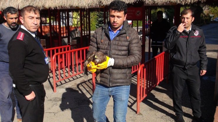 Avcıların yaraladığı kızıl şahin tedavi altına alındı