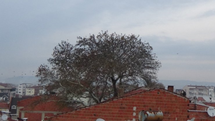 Kuşların gökyüzünde muhteşem dansı