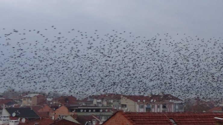 Kuşların gökyüzünde muhteşem dansı