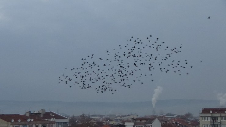Kuşların gökyüzünde muhteşem dansı