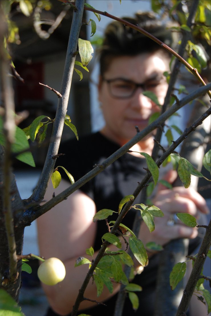 Çanakkale'de erik ağacı aralıkta meyve verdi