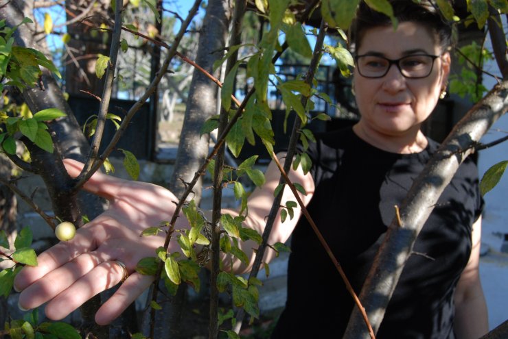 Çanakkale'de erik ağacı aralıkta meyve verdi
