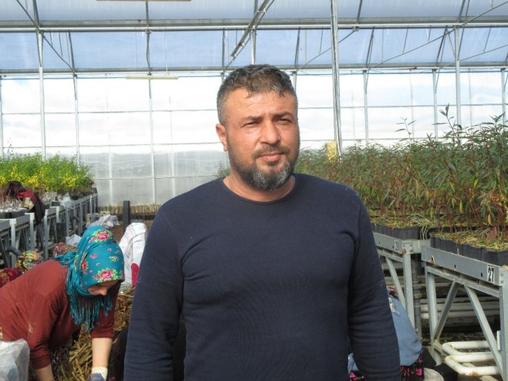 Sandıklı’da jeotermal serada yılda 3 milyon meyve fidanı üretiyor