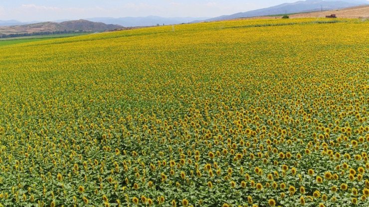 Ayçiçeği üreticisine 120 milyon lira