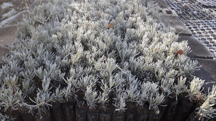 Lavanta balı yeni gelir kapısı oldu: kilosu 150 lira