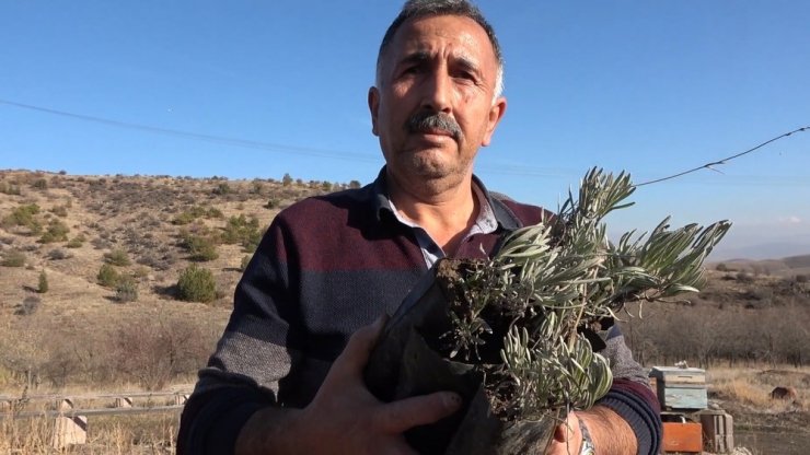 Lavanta balı yeni gelir kapısı oldu: kilosu 150 lira