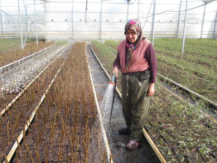 Sandıklı’da jeotermal serada yılda 3 milyon meyve fidanı üretiyor