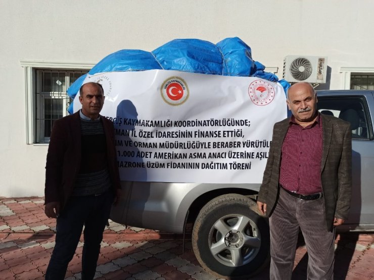 Gercüş’te çiftçilere Amerikan asma fidesi dağıtıldı