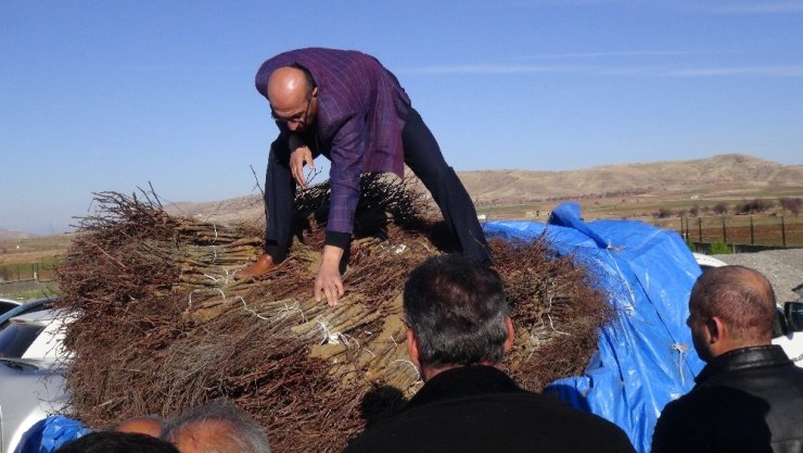 Gercüş’te çiftçilere Amerikan asma fidesi dağıtıldı