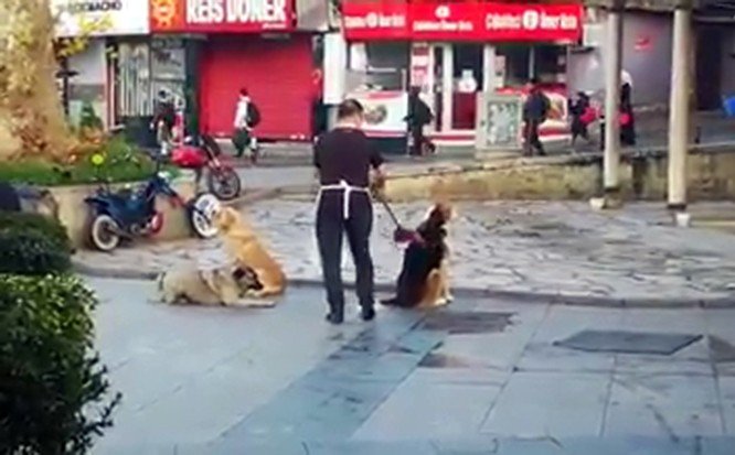 Vatandaşın süpürge ile masaj yaptığı köpeklerin iç ısıtan halleri kamerada
