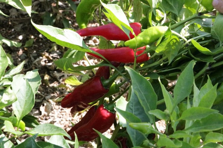 Somali’de Maraş biberi üretiliyor