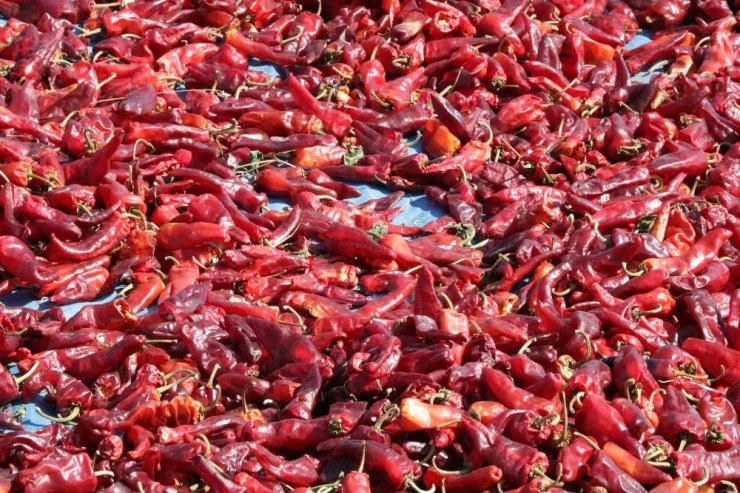 Somali’de Maraş biberi üretiliyor