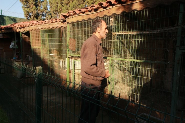 20 tane güvercinini telef eden atmaca ile sohbeti dikkat çekti
