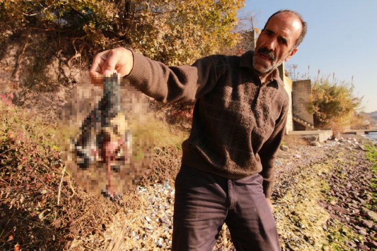 20 tane güvercinini telef eden atmaca ile sohbeti dikkat çekti