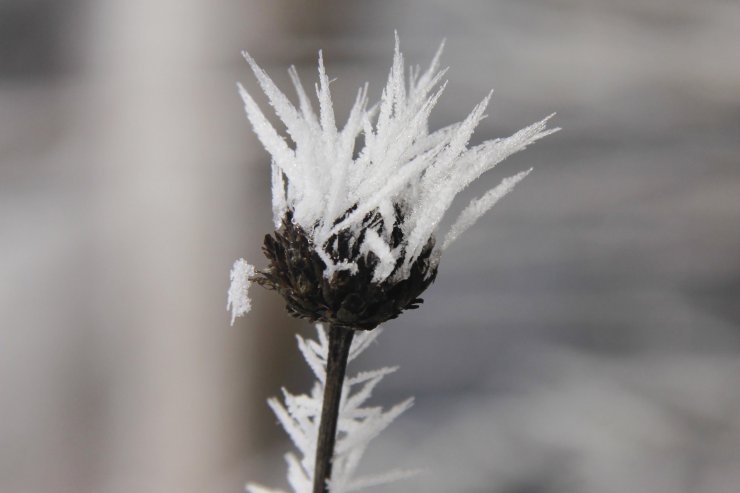 Tunceli'de kırağı kartpostallık görüntüler oluşturdu