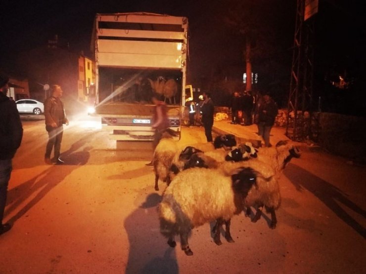 Erciş’te koyun yüklü kamyon da yangın çıktı