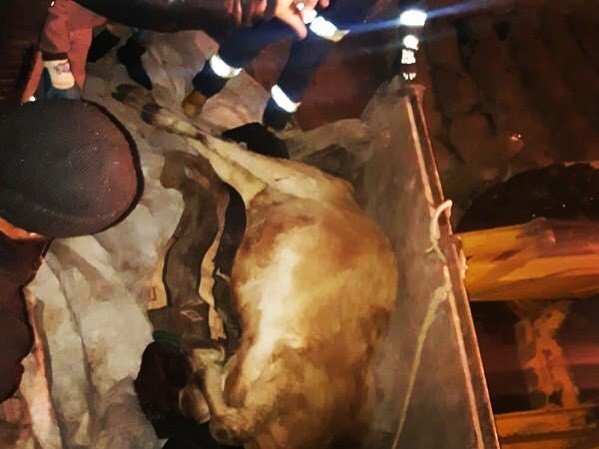 Kayalıklardan düşen ineği itfaiye kurtardı