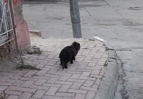 Mazgala kafası sıkışan kedi kurtarıldı