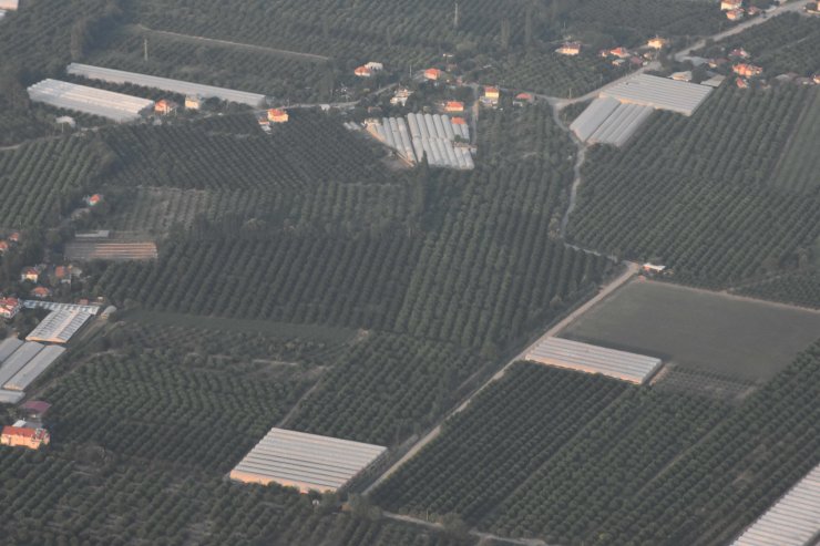 Limonda verim azaldı