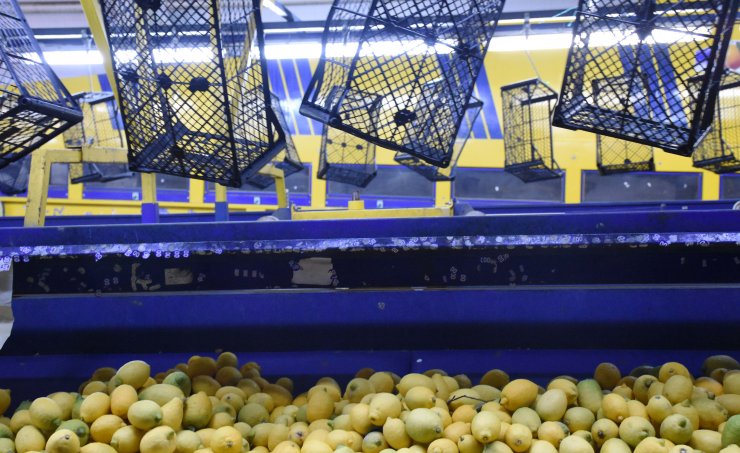 Limonda verim azaldı