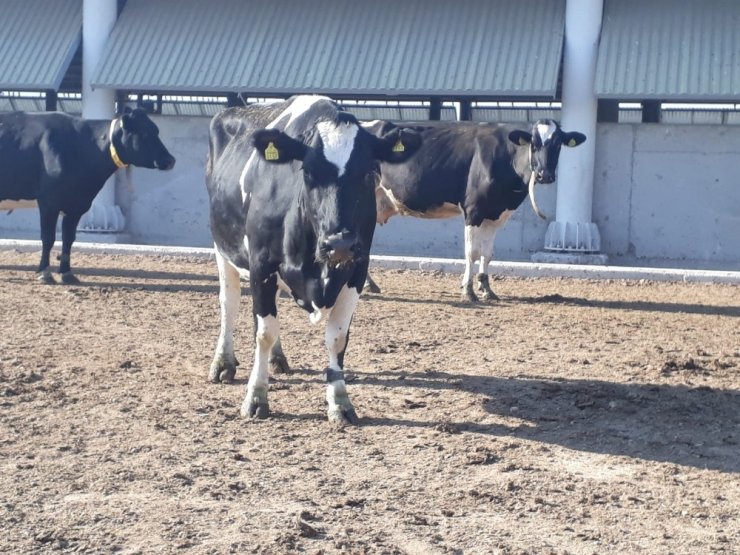 Üreticilere yüzde 40 hibe ile destek