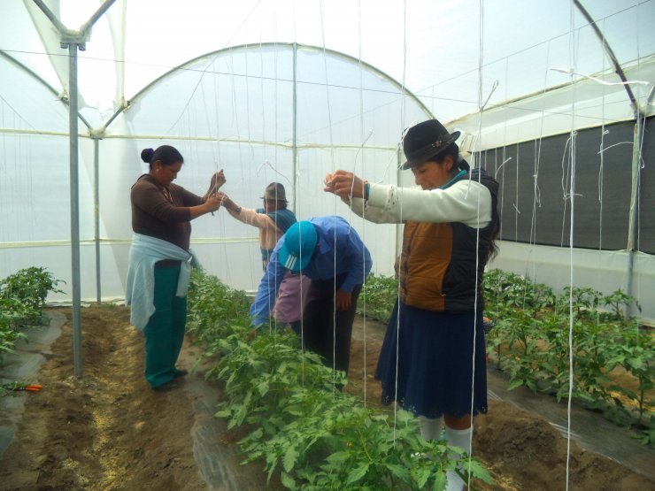 TİKA'dan Ekvador'daki tarımsal kalkınmaya sera desteği