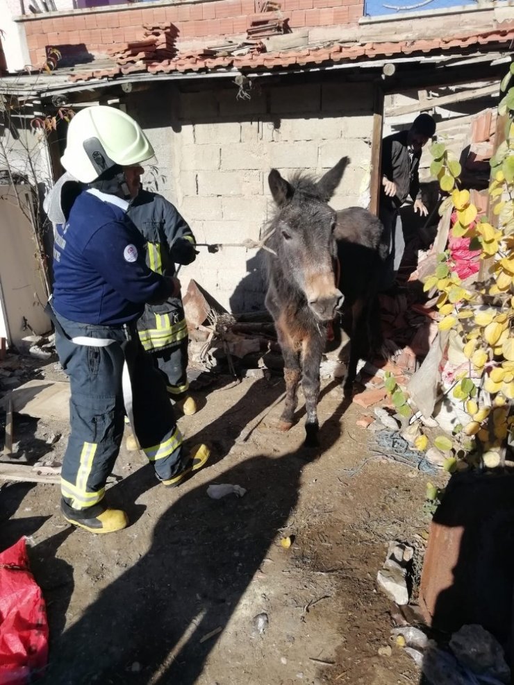 Çöken ahırın altında kalan katırı itfaiye kurtardı