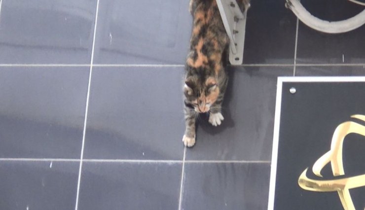 İnatçı kedi itfaiyecileri pes ettirdi