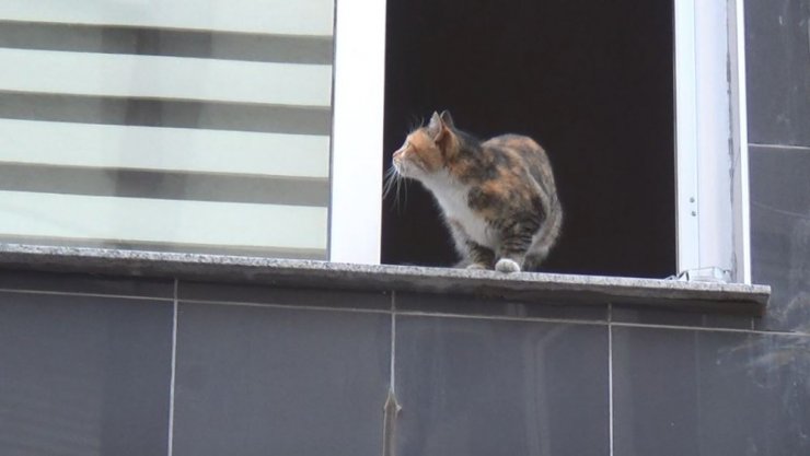 İnatçı kedi itfaiyecileri pes ettirdi